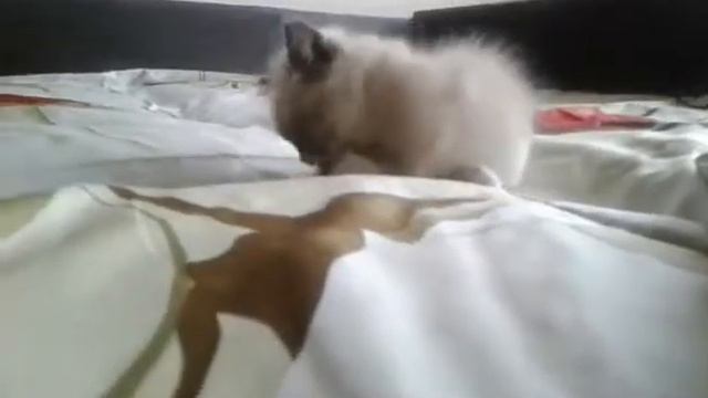 Munchkin boy blue eyed смотреть онлайн