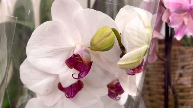 Обзор ОРХИДЕЙ в «Море Цветов»ТЦ Московский, г.Севастополь 30.01.2023 смотреть онлайн