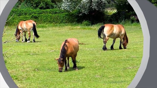 "Далеко далеко на лугу пасутся ко..." смотреть онлайн