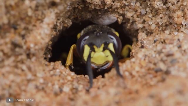 Невероятные Битвы Насекомых, от Которых Мурашки по Коже смотреть онлайн