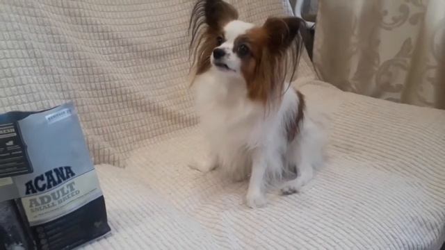 ОПЯТЬ КУПИЛИ КОРМ смотреть онлайн