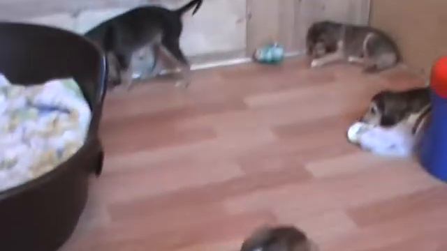 Щенки салюки (Saluki puppies 20111211_05) смотреть онлайн