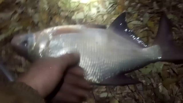 Крайние дни,скора снег лёд и ветер )) лещь,язь,налимчик смотреть онлайн