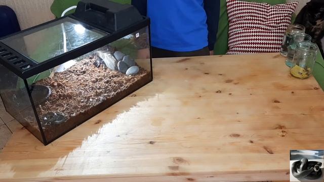 Содержание ужа дома