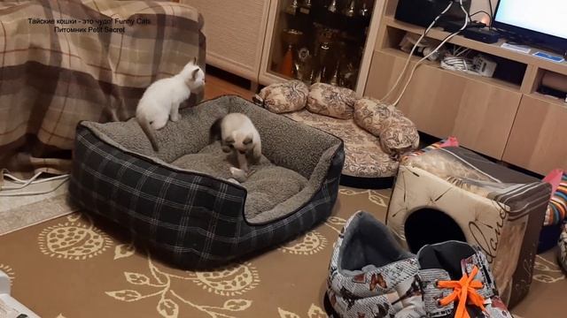 Полуторамесячные тайские котята зажигают! Тайские кошки - это чудо! Funny Cats смотреть онлайн