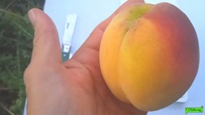 Персик Эльберта, Астрахань 2022г.