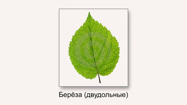 Классы цветковых растений. Видеоурок по биологии 6 класс смотреть онлайн
