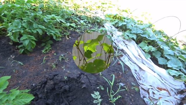 Виноград в Сибири. Первый урожай огурцов.Тюменские сады смотреть онлайн