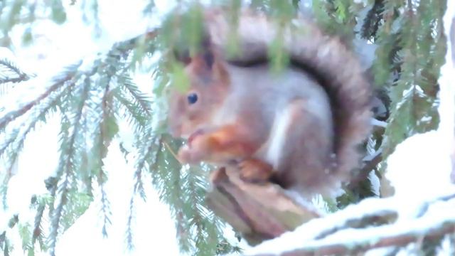 № 1887 21. 12. 2021 Белке нравятся орешки смотреть онлайн