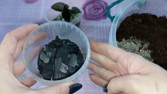Редкий СИНГОНИУМ ЭРИТРОФИЛЛУМ уже 4 месяца ращу из одного междоузлия?Укоренение в перлите?Грунт смотреть онлайн
