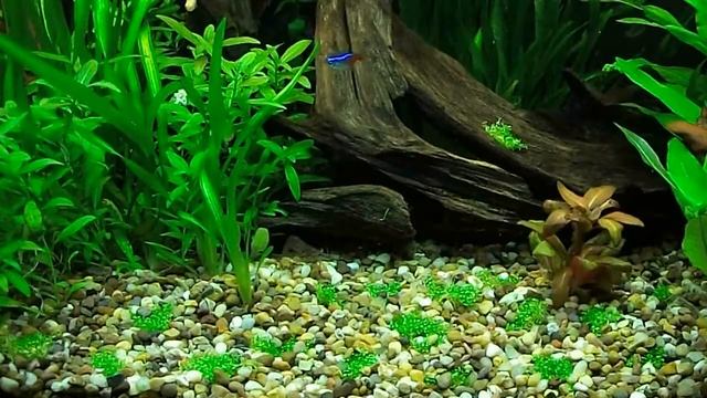 newly planted Hemianthus callitrichoides 'Cuba' смотреть онлайн