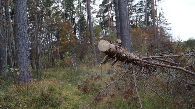 пилы выживания испытание в лесу смотреть онлайн