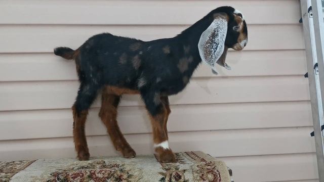 камори-нубийская козочка смотреть онлайн