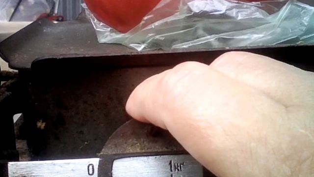 ПОМИДОР ЧЕМПИОН!!!!!!!