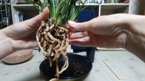 Мини ЦИМБИДИУМ. Правила ухода и посадка.