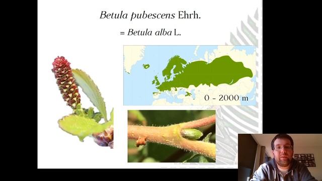 O Xénero Betula ? (Betula Pubescens, Betula Alba E Betula Pendula)