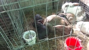 ЯМНО -ВОЛЬЕРНОЕ РАЗВЕДЕНИЕ КРОЛИКОВ