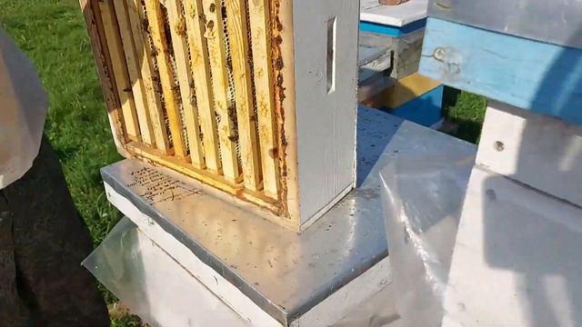 Пчеловоды приглашаю на дискуссию Какая матка облетелась? смотреть онлайн