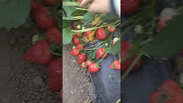 Сорт клубники Прими 18.05.21. Уже 5 сбор. Урожайность зашкаливает. смотреть онлайн