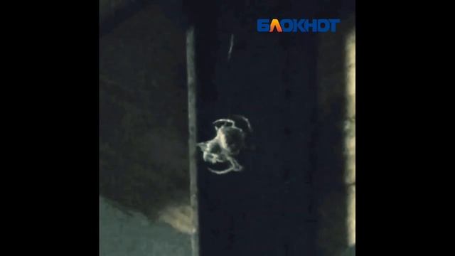 Охота гигантского паука попала на видео в Волжском смотреть онлайн
