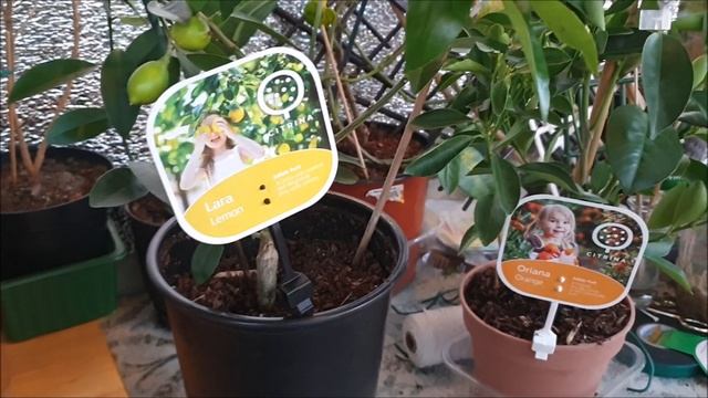 Мои экзотические растения: новинки от CITRINA, размножение муррайи, первые плоды 41 смотреть онлайн