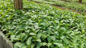 Рассада перцев вытянулась, причины и как это исправить?