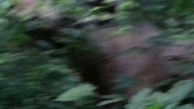 Лось м олень смотреть онлайн