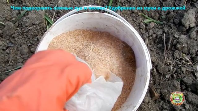 Чем подкормить озимые лук и чеснок весной? Мука и дрожжи как удобрение для огорода смотреть онлайн