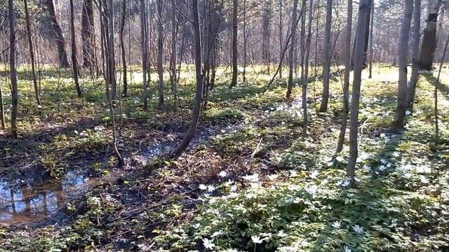 Подснежники смотреть онлайн