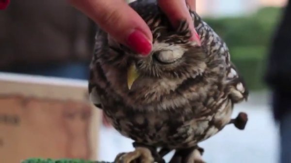 Можно ли погладить сову