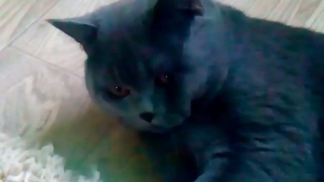 Кот взбесился!!!))) смотреть онлайн
