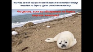 Рассказ о тюленях