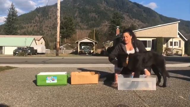 Backyard Agility Challenge Day 3: The Box Game at A Canine Experience Dog Training смотреть онлайн