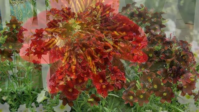 Сальпиглоссис Salpiglossis