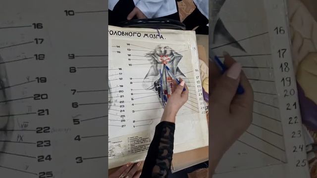 Анатомия. Средний и задний мозг