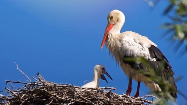 Звук аиста, какой звук издают аисты, пение аиста