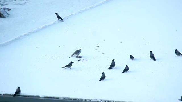 Ястреб в городе!