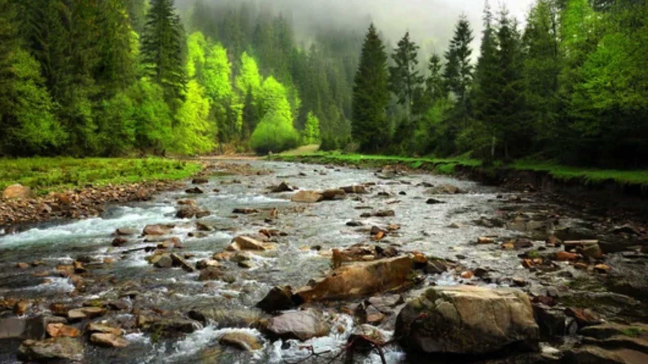 Расслабляющие Звуки Природы. Успокаивающий Белый Шум Реки ✦ Звуки Леса ✦ Sounds Of The Forest смотреть онлайн
