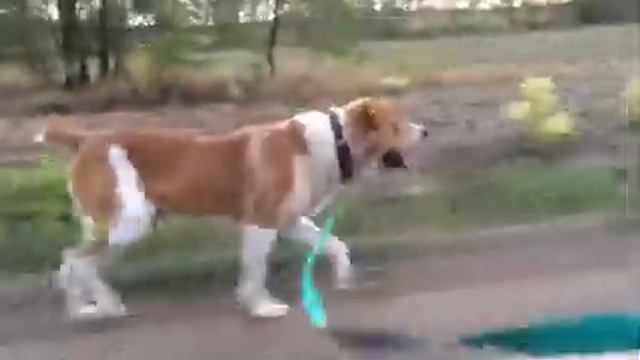 АЛТАЙ на утренней тренировке...👌 смотреть онлайн