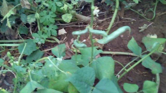 Pink Dragon’ flower & Radish, special green genie harvest . смотреть онлайн