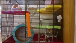 Уход за крысой Дамбо