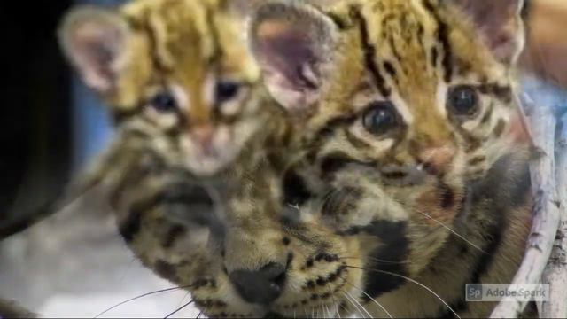 cute ocelot pictures😍😍😍🐆🐆🐆 смотреть онлайн