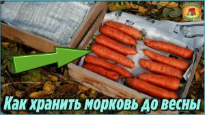 Маленькая Хитрость, которая позволяет мне сохранить Морковь до весны в погребе Дачные Советы