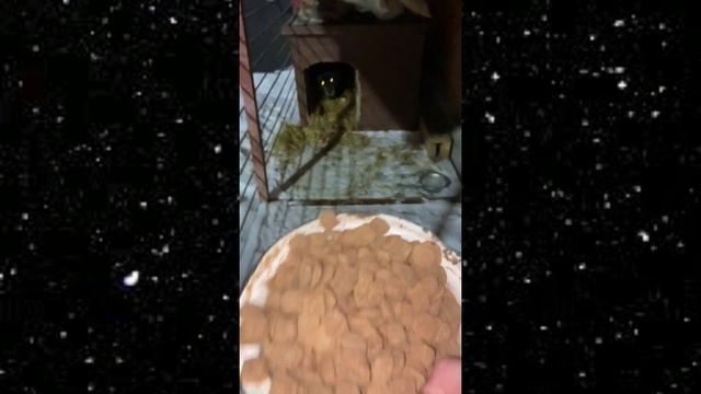 ПРИКОЛЫ С ЖИВОТНЫМИ 2022😻. САМЫЕ СМЕШНЫЕ 😂 КОТЫ, СОБАКИ И ДРУГИЕ ЖИВОТНЫЕ ИЗ ТИК ТОК 😎tik tok. смотреть онлайн