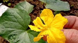 Искусственное опыление огурцов в теплице