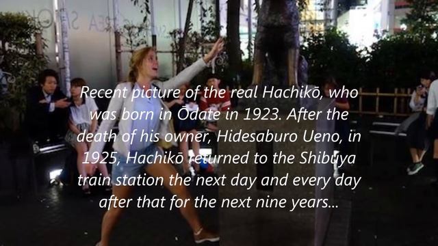 秋田犬 Japanese "Hachi" & "Hachiko" pronounced by Akita Uni 'Sita' смотреть онлайн