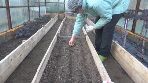 Посев редиса под зиму в теплицу