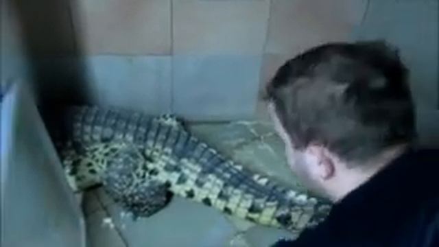Кладка крокодила (видео Евгения Чащина) смотреть онлайн