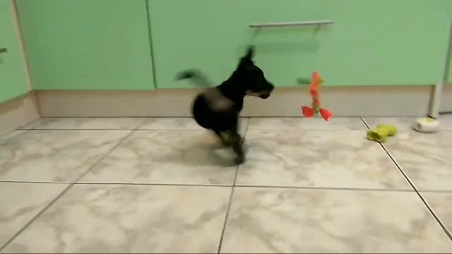 Той-терьер , видео о породе! Продажа щенков! смотреть онлайн