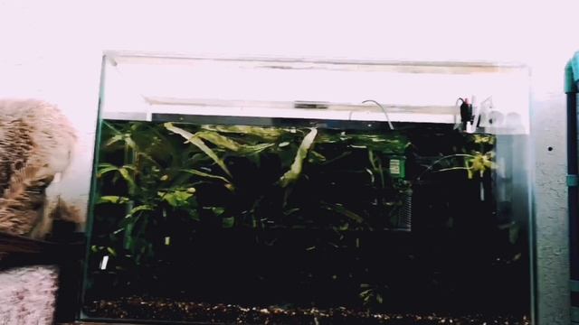 Еженедельный уход за аквариумом, подмена воды в аквариуме. смотреть онлайн